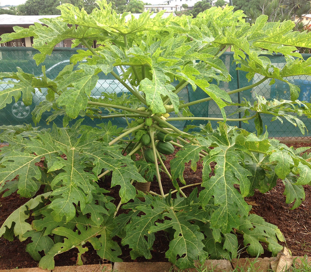 Waimanalo Dwarf Papaya (Carica Papaya) TOD Farms