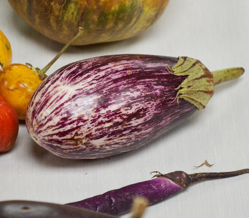 Shooting Stars Eggplant (Solanum melongena) TOD Farms
