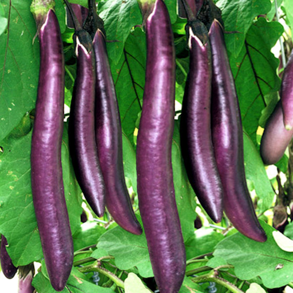 Long Purple Eggplant – Prolific Heirloom Seeds