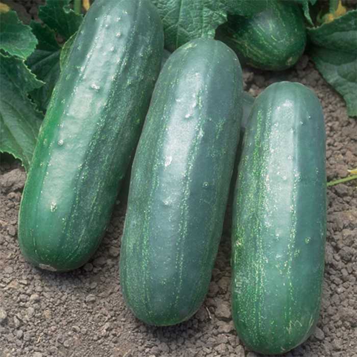 EurekaHybridCucumber